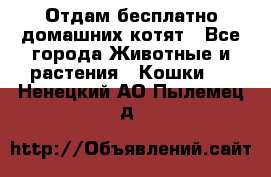 Отдам бесплатно домашних котят - Все города Животные и растения » Кошки   . Ненецкий АО,Пылемец д.